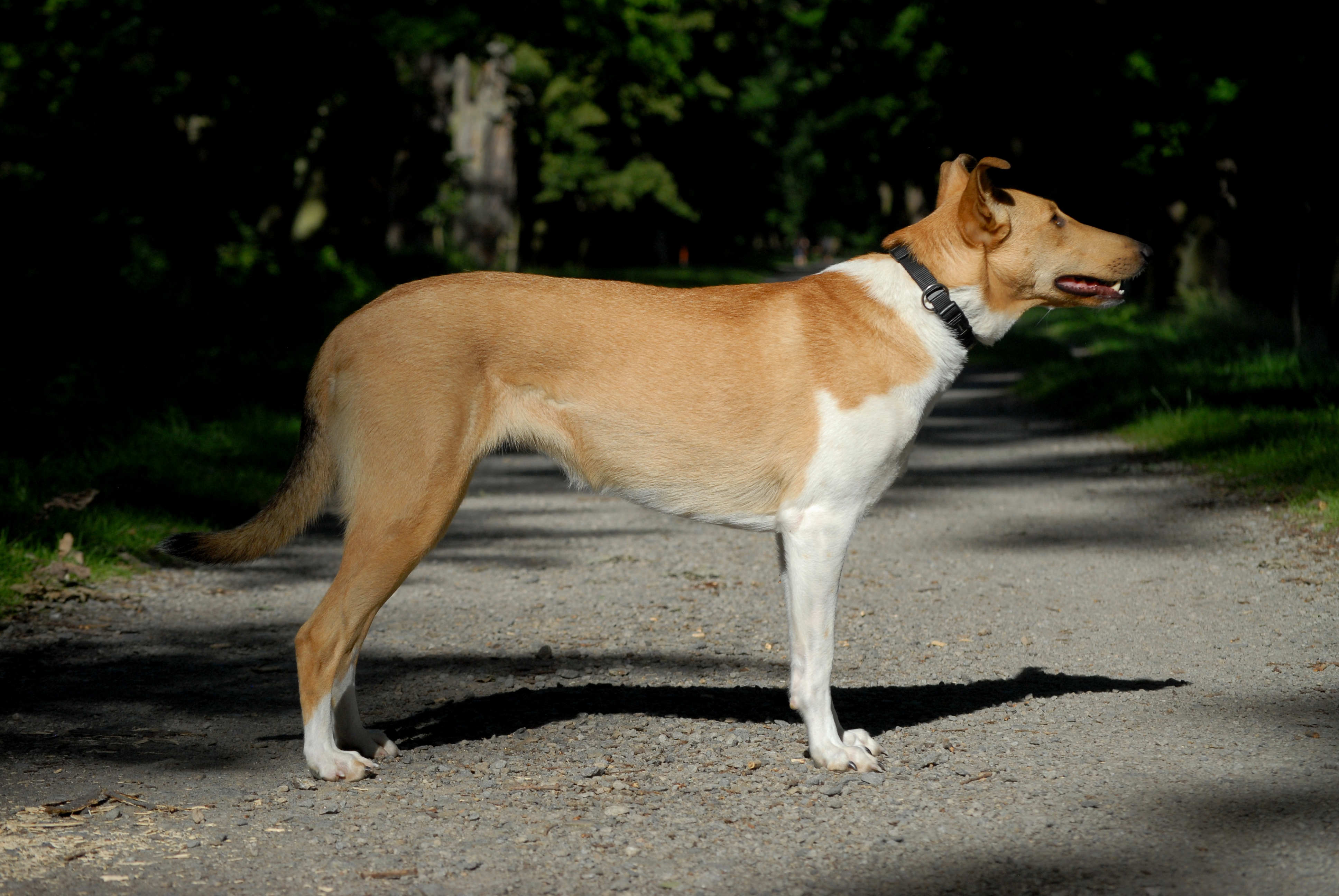 antoinetta z Modrého království